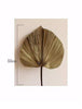 Uptown Vibez Hisa Palm Dried Leaf