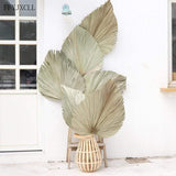 Uptown Vibez Hisa Palm Dried Leaf