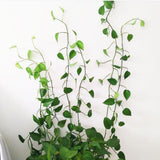 Plant Climbing Wall Fixture